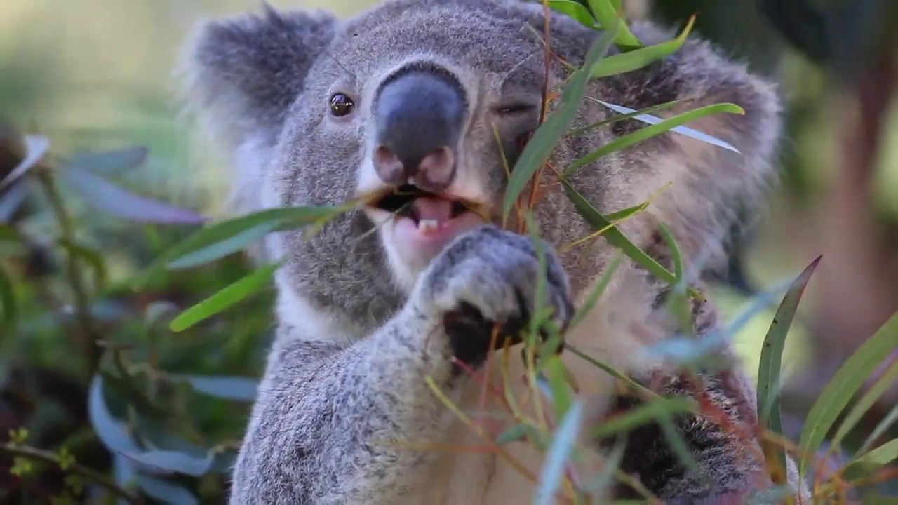 KOALA FEEDING TIME The Australian Reptile Park YouTube KOALA FEEDING TIME The Australian Reptile Park YouTube