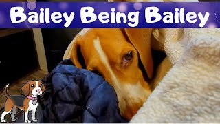 Glamping - Bailey Being Bailey by Bailey The Beagle 173 views 1 year ago 6 minutes, 34 seconds