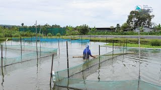 Women running tilapia farm in Fiji