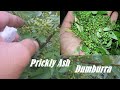 Picking Sichuan Pepper in Pakistan - Hunt For prickly ash - Zanthoxylum - Dumburra