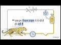 AI Watchdog: Real-Time Leopard Detection System Using ESP32 & Edge AI Vision