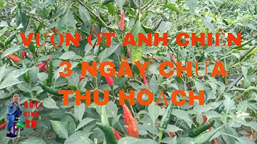 VƯỜN ỚT THU HOẠCH CỦA ANH CHIẾN