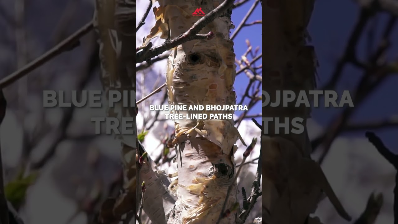 All You Need To Know about Gaumukh Tapovan | Trek The Himalayas