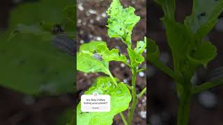 Garden plants | Roly Poly Damage | vegetable garden #pottedgarden #garden #raisedbedgarden #garden