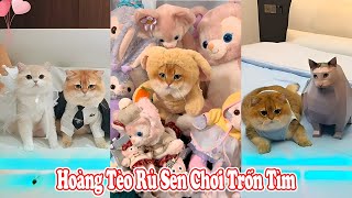 Hoàng Tèo Rủ Sen Chơi Trốn Tìm Úcưng Ậtnuôi Ómèohàihước