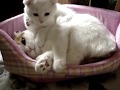毛繕いさせて!【スコティッシュフォールド】