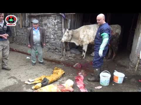 ÖLÜ DOĞAN BUZAĞI ŞAŞIRTTI ( DEAD BORN CALF SURPRİSED )