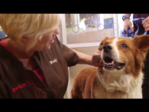 Petco Walk In Grooming