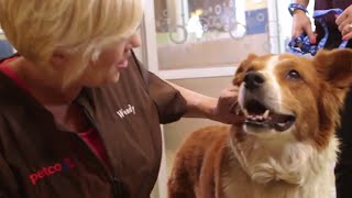 How to Find a Pet Stylist For Your Dog (Petco)