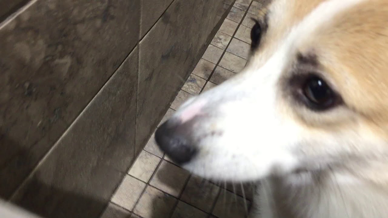 Giving my dog a wash - YouTube