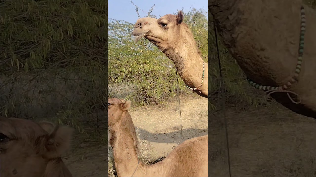 فيديو لقاء الجمل _جمل يستمتع