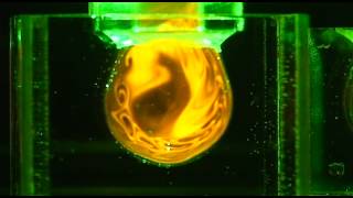 flow visualization around aneurysm model
