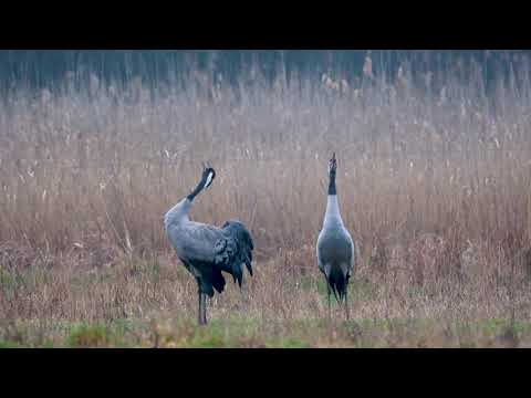 Kranich Duettruf - Common Crane Duet Call - (Grus grus)