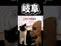 【猫ミーム】岐阜