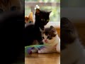 Cute Kittens Playing at Home | Relaxing Lofi #lofi #lofimusic #chill