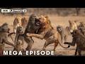 WILD SAVANNAH | Most Dramatic Survival Moments | Nature Animal Documentary