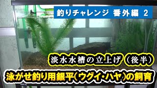 泳がせ釣り用銀平（ウグイ・ハヤ）の飼育、淡水水槽の立上げ（後半）