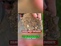 Diamond Discoveries: Brazil's Hidden Kimberlite Opportunity #shorts