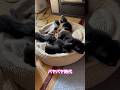 ネコと子ネコとおじさん 2025パヤパヤ時代シリーズ兄ニャン&まっくろクロスケ #shorts #猫のいる暮らし #cat #kitty #兄ニャン #まっくろくろすけ #子猫