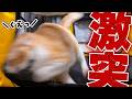 興奮しすぎて頭から網戸に激突してしまう猫