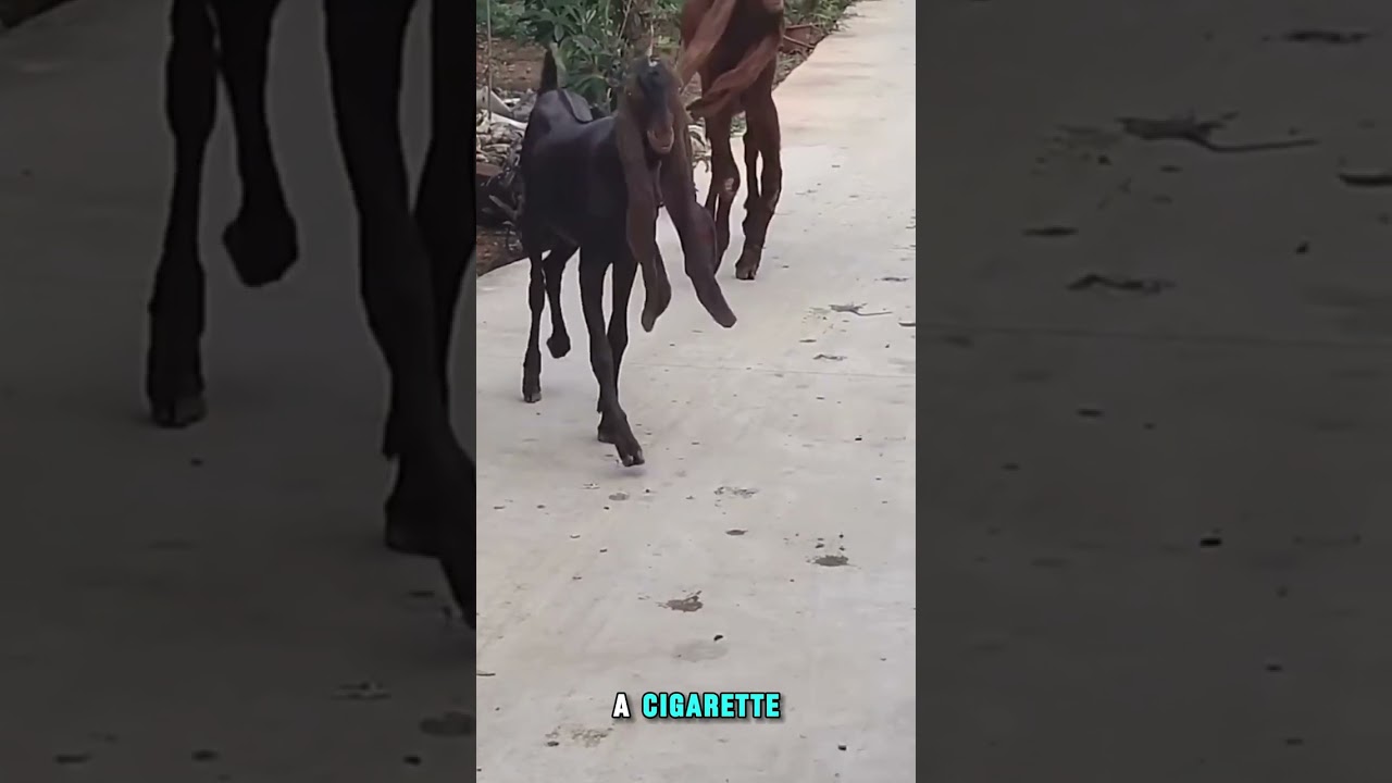 🐐 This Goat Looks Unreal!