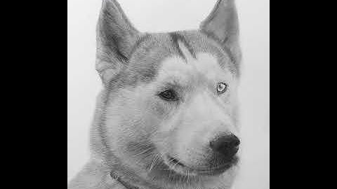 DRAWING TIMELAPSE // Dog Hyperreal Pencil Portrait: 