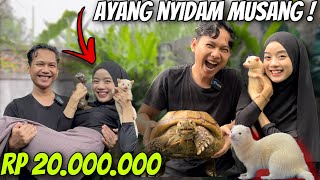 ISTRIKU NYIDAM MUSANG ! TOLONG MAHAL BANGET !