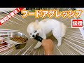 【警察犬訓練所が治らないとサジ投げた噛むポメラニアン】気に入らない事が有れば即噛む❗️フードアグレッシブ 瞬間改善します👍