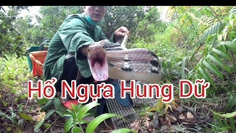 Thăm Bẫy Rắn Dính Cặp Hổ Ngựa Hung Dữ