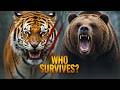 Siberian Tiger Vs Brown Bear Fight Caught On Camera Shocking Wild Encounter