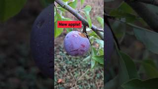 new purple apple. seedling 80. Rajka x Vista Bella. tastes like Haribo Tangfastic sour cherry sweets