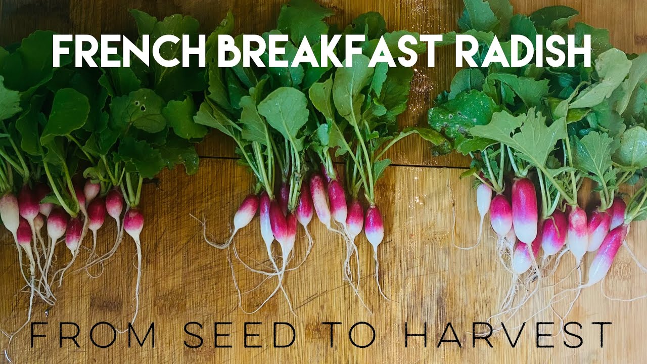 French Breakfast Radish Seed to Harvest Zone 7b YouTube