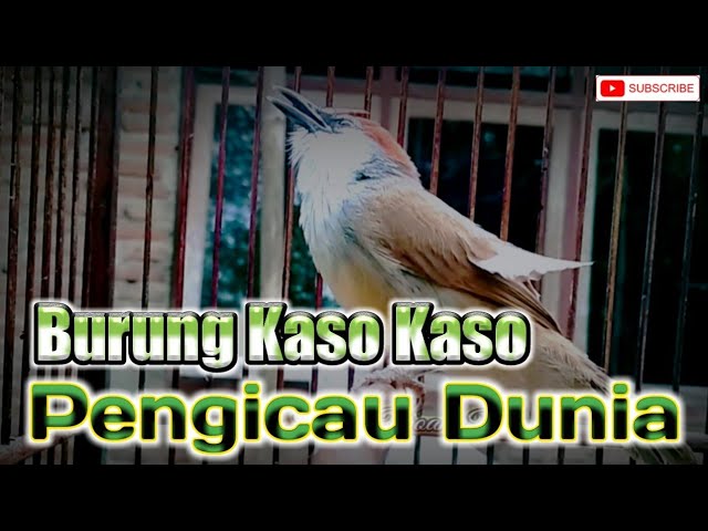 Pengicau Dunia Burung Kaso Kaso Gacor class=