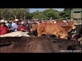 Un lugar de El Salvador donde se comercializa ganado. Clic para ver más detalles.