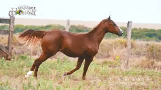 08   IRON REY TILLY
