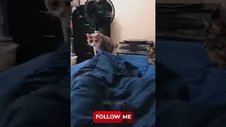 Funny Animals 4 #animals #puppy #cats #pet #follow #tiktok #viral #funny #dog #shorts