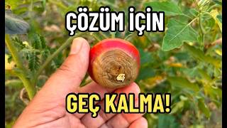 Domates Ve Biberlerin Altı Neden Kararıyor? Dip Çürüklüğüne Çözüm Çok Basit