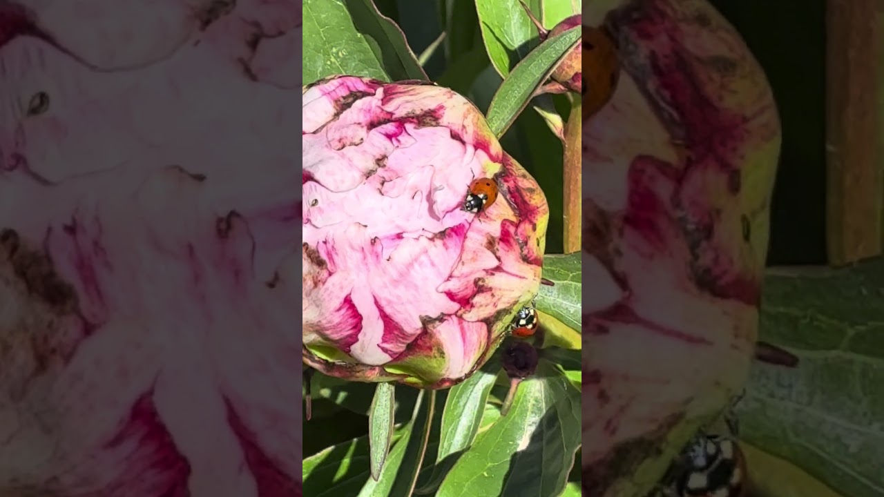Peony ladybug.