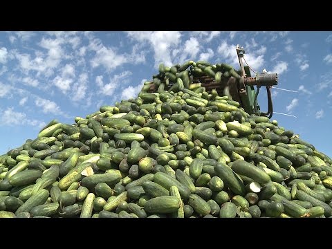 A Big Dill | Texas Pickles