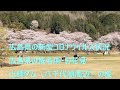 広島県の新型コロナウイルスと広島県の桜名所・お花見の土師ダム（八千代湖周辺）の桜