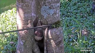 Baby sloth Grover gets stuck \& poops - 04\/22\/24 - SlothTV via explore.org