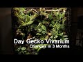 Changes in 4 months after production of Day Gecko Vivarium! | 데이게코 비바리움 제작 후 4달간의 변화!