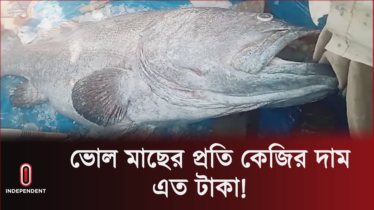 টেকনাফে ধরা পড়ল ২০৫ কেজি ওজনের 'ভোল মাছ' | Bhol Fish | Bhul Fish ...