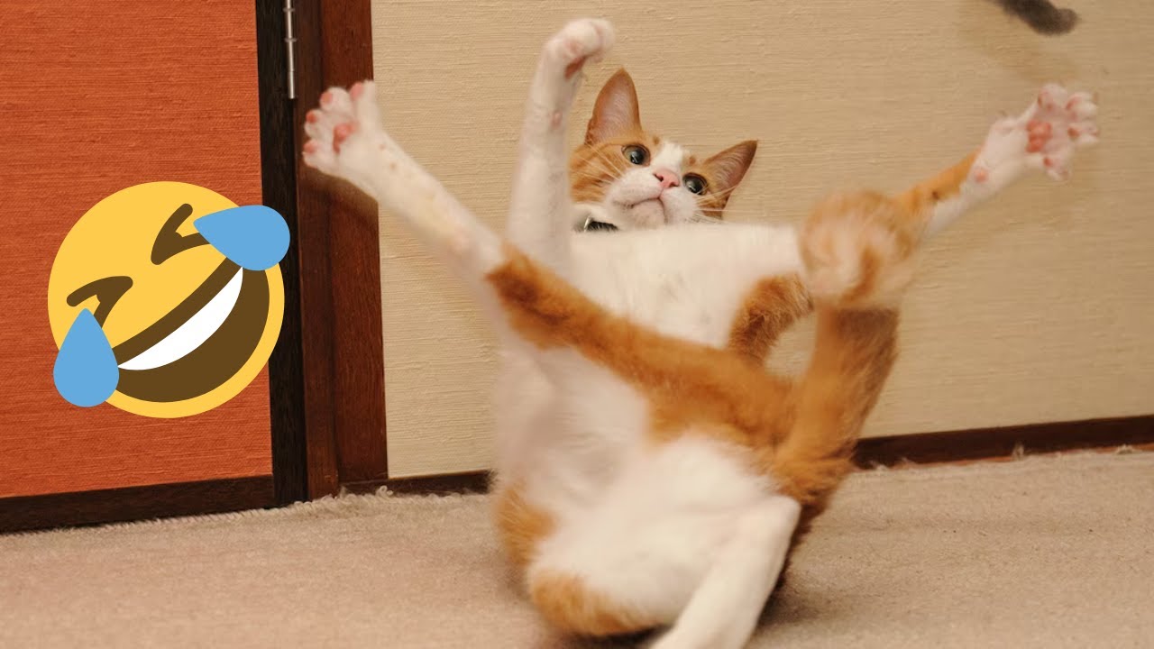 Super Funny Cat Video Clips 😹 The Funniest Cat Moments Compilation 😁