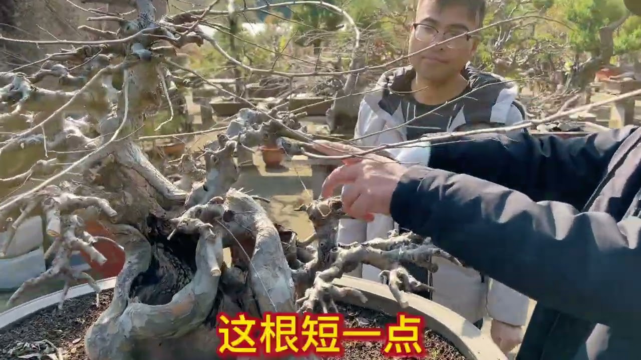 中大型盆景如何修剪？如何造型？#盆景 #大型盆景 #来抖音学盆景 #榆树盆景