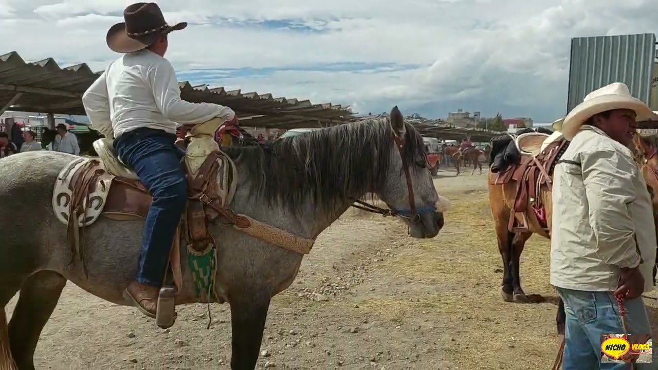 CABALLOS CON MONTURA,TIANGUIS DE GANADO,SANTIAGO TIANGUISTENCO EDOMEX.