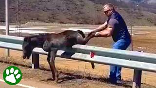 Brave Man Rescues Baby Wild Horse 👏❤️