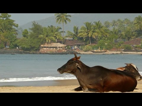 Индия. Гоа. Коровы - священные животные. Елена Кипор-Солей.