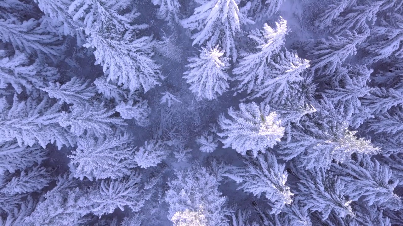 Drone Footage of Snow Covered Trees - Royalty free drone footage - YouTube