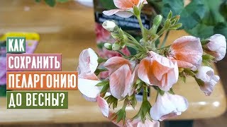 видео: ВАЖНО!!! Как сохранить пеларгонию до весны / Садовый гид картинка: ВАЖНО!!! Как сохранить пеларгонию до весны / Садовый гид